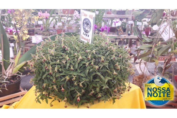 Exposição Orquídeas