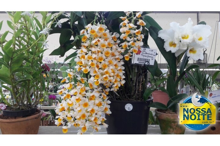 Exposição Orquídeas